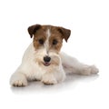 Jackrussel dog isolated on white Royalty Free Stock Photo