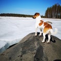 Jackrussel spring finnish ice sky Royalty Free Stock Photo