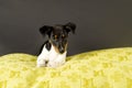 Jackrussel terrier Royalty Free Stock Photo