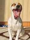 Jackrussel yawn Royalty Free Stock Photo