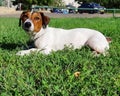 Jackrussell terrier moments Royalty Free Stock Photo