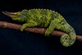 Jackson's chameleon Royalty Free Stock Photo