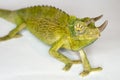 Male Jackson Chameleon Closeup Isolated Chamaeleo jacksonii Royalty Free Stock Photo