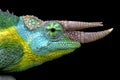 Jackson's chameleon (Trioceros jacksonii) Royalty Free Stock Photo