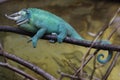 Jackson`s chameleon Trioceros jacksonii Royalty Free Stock Photo