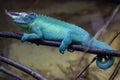 Jackson's chameleon (Trioceros jacksonii). Royalty Free Stock Photo