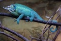 Jackson's chameleon (Trioceros jacksonii). Royalty Free Stock Photo