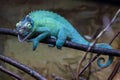 Jackson's chameleon (Trioceros jacksonii). Royalty Free Stock Photo