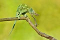 Jackson\'s Chameleon (Trioceros jacksonii) Royalty Free Stock Photo