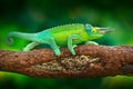 Jackson`s Chameleon, Trioceros jacksonii, sitting on the branch in forest habitat. Exotic beautiful endemic green reptile with lo