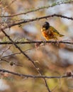 Jackson's Golden-backed Weaver Royalty Free Stock Photo