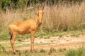 Jackson`s hartebeest looking at the camera, Murchison Falls National Park, Uganda.