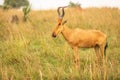 Jackson`s hartebeest at sunrise, Murchison Falls National Park, Uganda.