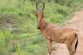 A Jackson's hartebeest in the Murchison Falls National Park in Uganda