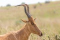 Jackson`s hartebeest, Murchison Falls National Park, Uganda.