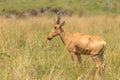 Jackson`s hartebeest, Murchison Falls National Park, Uganda.