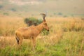 Jackson`s hartebeest at sunrise, Murchison Falls National Park, Uganda.