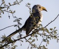 Jackson\'s Hornbill bird resting on the dry branches of a tree in the African savanna of South Africa Royalty Free Stock Photo