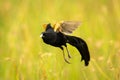 Jackson widowbird takes off amongst tall grass Royalty Free Stock Photo