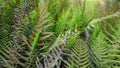 Jackson's chameleon in Hawaii Maui