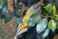 Jacksons chameleon Reptile sitting on a tree branch in full bod Royalty Free Stock Photo