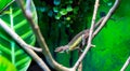 Jacksons chameleon, Trioceros jacksonii closeup reptile chameleon portrait Royalty Free Stock Photo