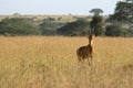 Jacksons Hartebeest, Alcelaphus buselaphus on the plains of Africa