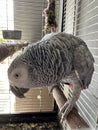 Jaco parrot in a cage. Feathered gray with a red tail. A large talking bird with a sharp beak