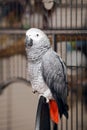 Jaco parrot on a cage