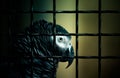 Jaco parrot in a cage. Toned