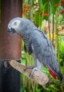 Jaco. wildlife in Bali birds and reptiles park