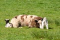 Jacob Ewe resting with twin lambs Royalty Free Stock Photo