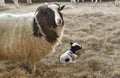 Jacob Ewe Sheep with lamb in lambing shed Royalty Free Stock Photo
