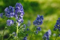 Jacob`s Ladder or Charity flowers - Polemonium caeruleum blooming in the garden Royalty Free Stock Photo