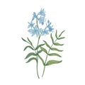 Jacob`s-ladder or Greek valerian hand drawn on white background. Botanical drawing of herbaceous plant or meadow