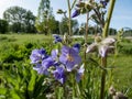 Jacob\'s-ladder or Greek valerian (Polemonium caeruleum) flowering with blue and white flowers in the garden Royalty Free Stock Photo