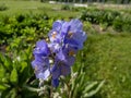 Jacob\'s-ladder or Greek valerian (Polemonium caeruleum) flowering with blue and white flowers in the garden Royalty Free Stock Photo