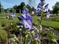 Jacob\'s-ladder or Greek valerian (Polemonium caeruleum) flowering with blue and white flowers in the garden Royalty Free Stock Photo