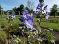 Jacob\'s-ladder or Greek valerian (Polemonium caeruleum) flowering with blue and white flowers in the garden Royalty Free Stock Photo