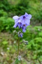 Jacob`s ladder plant Polemonium caeruleum - medicinal plant Royalty Free Stock Photo