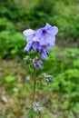 Jacob`s ladder plant Polemonium caeruleum - medicinal plant Royalty Free Stock Photo