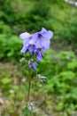 Jacob`s ladder plant Polemonium caeruleum - medicinal plant Royalty Free Stock Photo