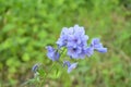 Jacob`s ladder plant Polemonium caeruleum - medicinal plant Royalty Free Stock Photo