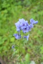 Jacob`s ladder plant Polemonium caeruleum - medicinal plant Royalty Free Stock Photo