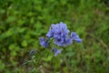 Jacob`s ladder plant Polemonium caeruleum - medicinal plant Royalty Free Stock Photo