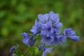 Jacob`s ladder plant Polemonium caeruleum - medicinal plant Royalty Free Stock Photo