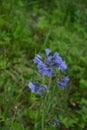 Jacob`s ladder plant Polemonium caeruleum - medicinal plant Royalty Free Stock Photo