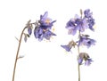 Jacob`s ladder plant or Polemonium caeruleum - medicinal plant isolated on white background Royalty Free Stock Photo