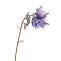 Jacob`s ladder plant or Polemonium caeruleum - medicinal plant isolated on white background Royalty Free Stock Photo
