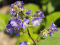 Jacob's-ladder (Polemonium caeruleum) Royalty Free Stock Photo